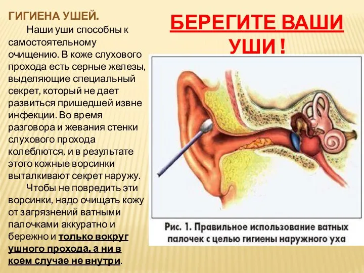 ГИГИЕНА УШЕЙ. Наши уши способны к самостоятельному очищению. В коже