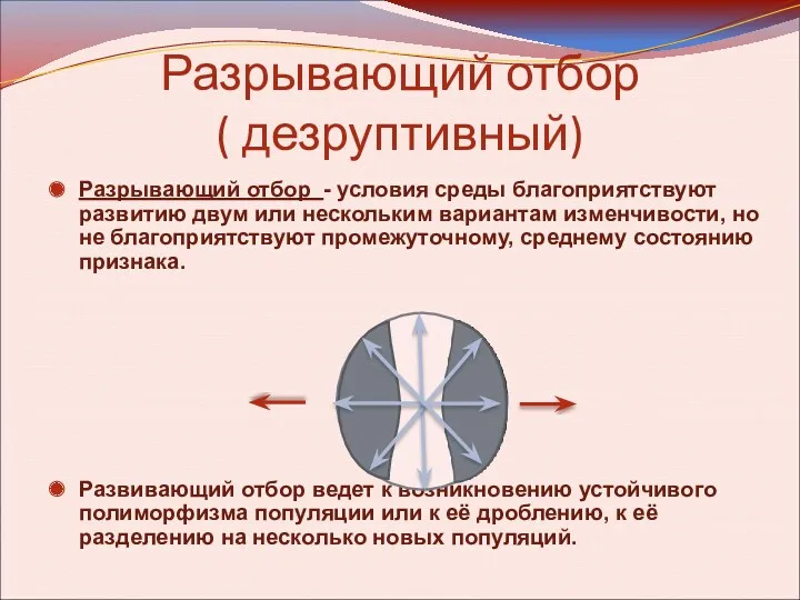 Разрывающий отбор ( дезруптивный) Разрывающий отбор - условия среды благоприятствуют