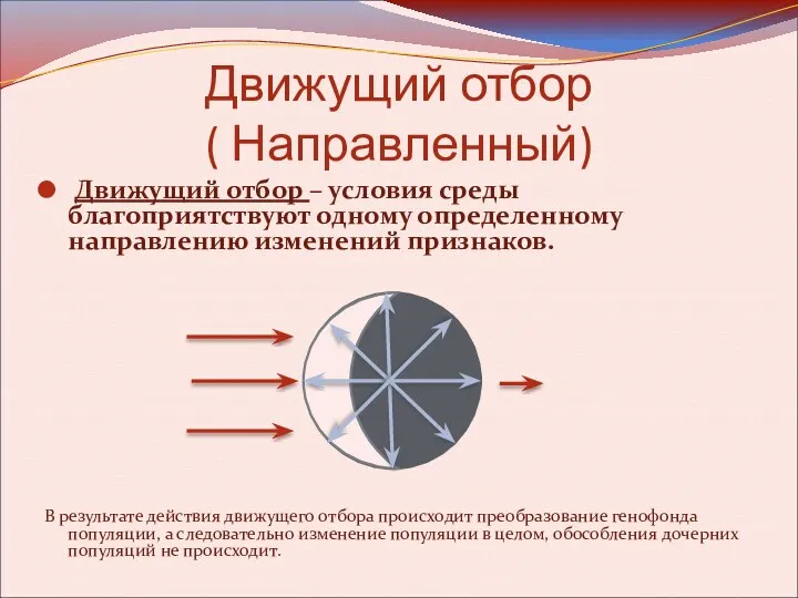 Движущий отбор ( Направленный) Движущий отбор – условия среды благоприятствуют