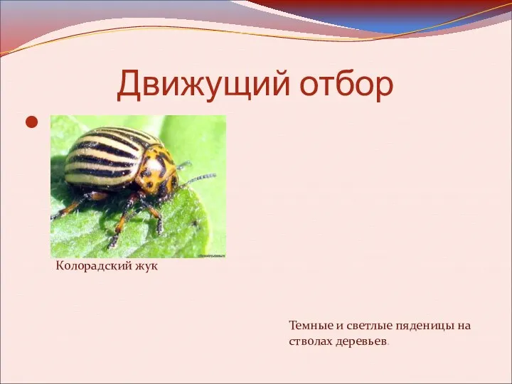 Движущий отбор Колорадский жук Темные и светлые пяденицы на стволах деревьев.