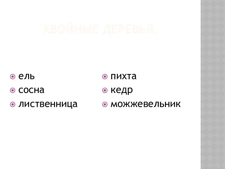 ХВОЙНЫЕ ДЕРЕВЬЯ. ель сосна лиственница пихта кедр можжевельник