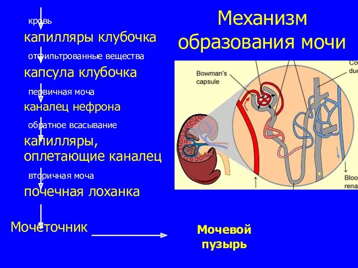 Механизм образования мочи кровь капилляры клубочка отфильтрованные вещества капсула клубочка