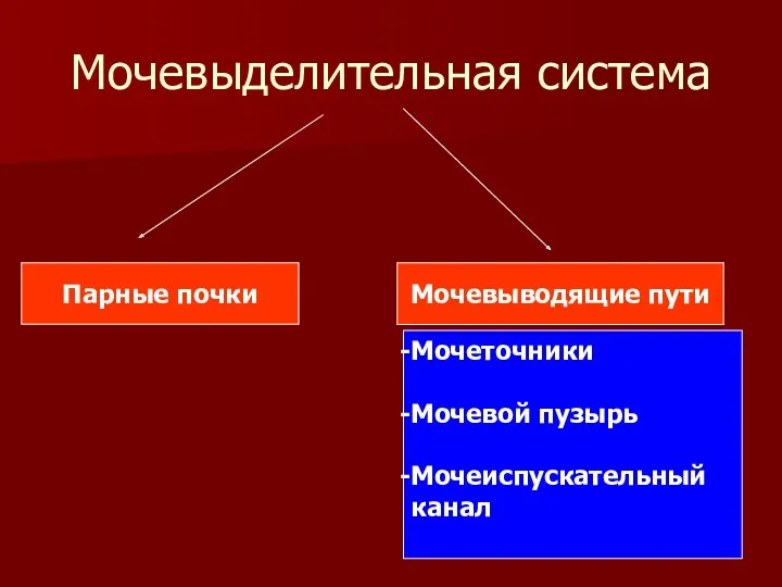 Мочевыделительная система Парные почки Мочевыводящие пути Мочеточники Мочевой пузырь Мочеиспускательный канал