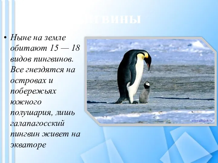 Ныне на земле обитают 15 — 18 видов пингвинов. Все гнездятся на островах