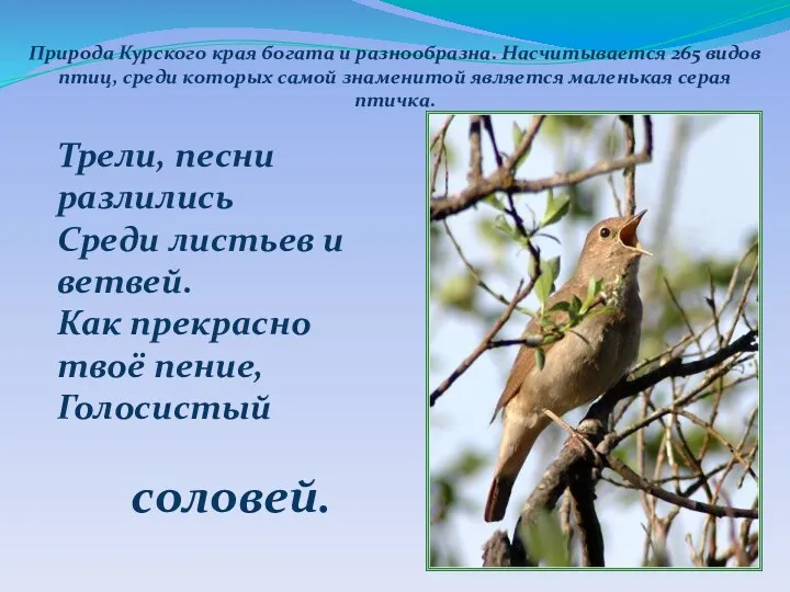 Природа Курского края богата и разнообразна. Насчитывается 265 видов птиц, среди которых самой