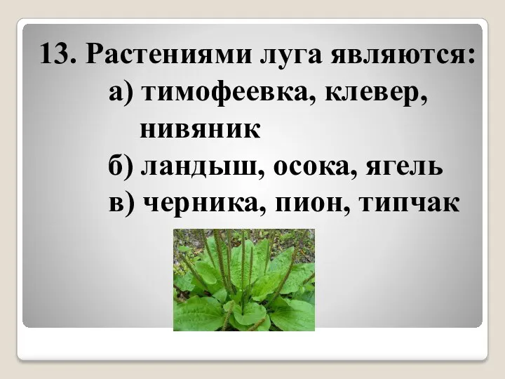 13. Растениями луга являются: а) тимофеевка, клевер, нивяник б) ландыш, осока, ягель в) черника, пион, типчак