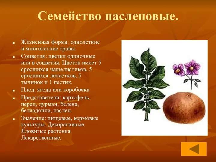 Семейство пасленовые. Жизненная форма: однолетние и многолетние травы. Соцветия: цветки