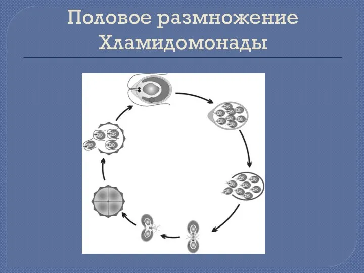 Половое размножение Хламидомонады