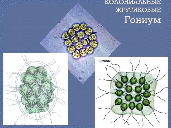 КОЛОНИАЛЬНЫЕ ЖГУТИКОВЫЕ Гониум