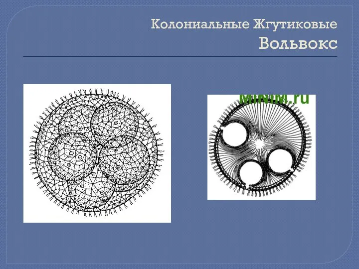 Колониальные Жгутиковые Вольвокс