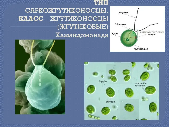 ТИП САРКОЖГУТИКОНОСЦЫ. КЛАСС ЖГУТИКОНОСЦЫ (ЖГУТИКОВЫЕ) Хламидомонада