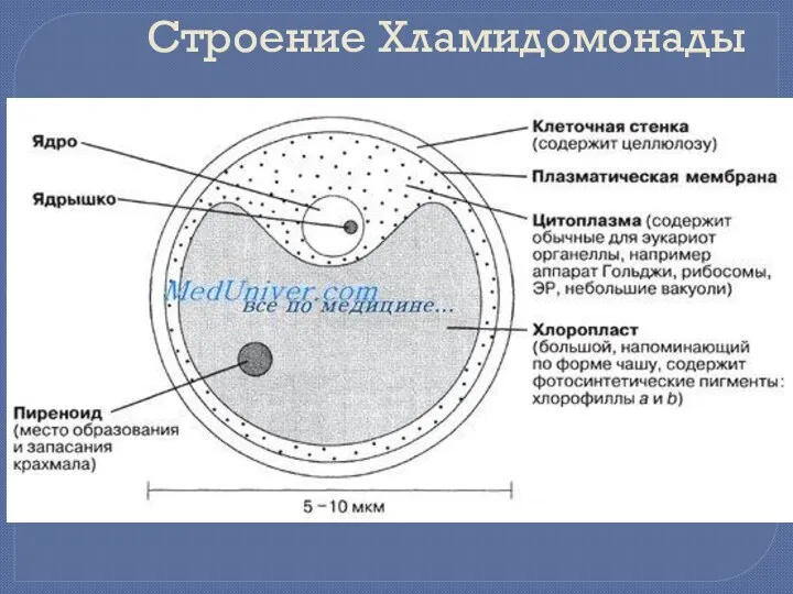 Строение Хламидомонады