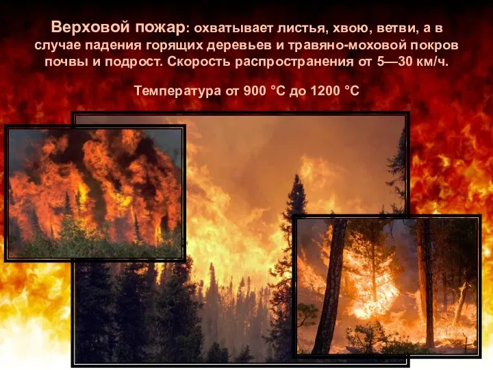 Верховой пожар: охватывает листья, хвою, ветви, а в случае падения горящих деревьев и