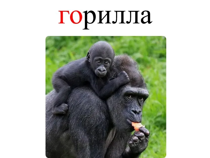 горилла