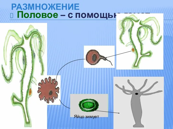 Размножение Половое – с помощью гамет Яйцо зимует