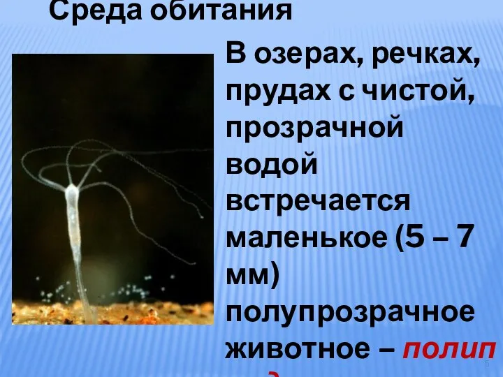 В озерах, речках, прудах с чистой, прозрачной водой встречается маленькое