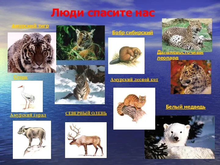 Люди спасите нас Амурский тигр Дальневосточный леопард Белый медведь Бобр сибирский СЕВЕРНЫЙ ОЛЕНЬ