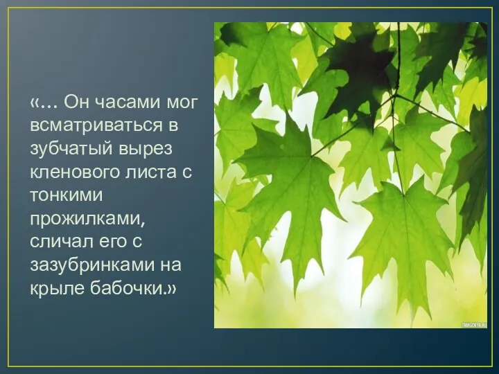 «… Он часами мог всматриваться в зубчатый вырез кленового листа