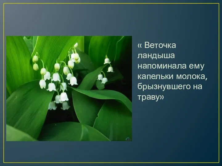 « Веточка ландыша напоминала ему капельки молока, брызнувшего на траву»