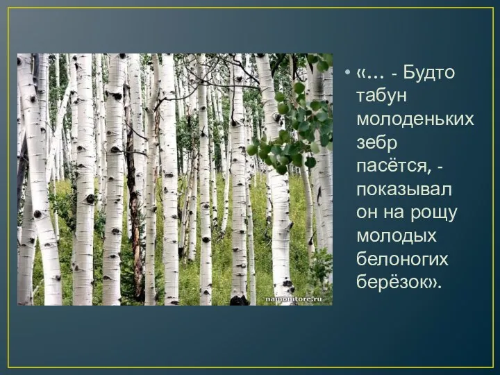 «… - Будто табун молоденьких зебр пасётся, - показывал он на рощу молодых белоногих берёзок».