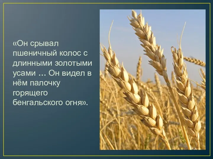 «Он срывал пшеничный колос с длинными золотыми усами … Он