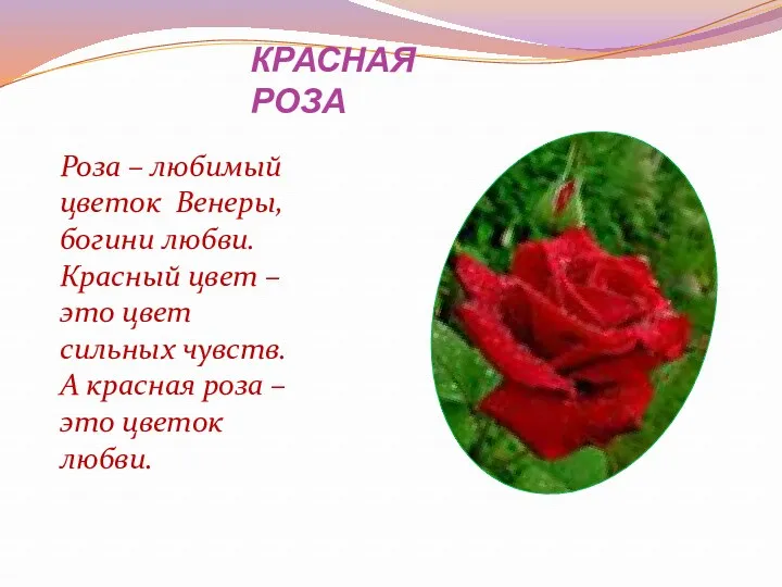 КРАСНАЯ РОЗА Роза – любимый цветок Венеры, богини любви. Красный цвет – это