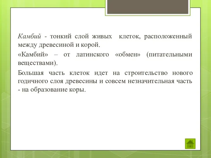 Камбий - тонкий слой живых клеток, расположенный между древесиной и