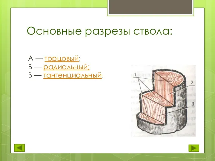 Основные разрезы ствола: А — тор­цовый; Б — радиаль­ный; В — тангенциальный.