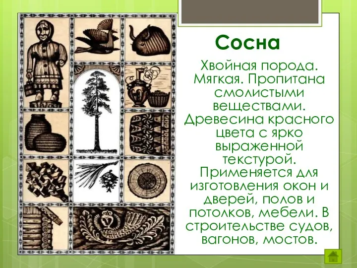 Сосна Хвойная порода. Мягкая. Пропитана смолистыми веществами. Древесина красного цвета