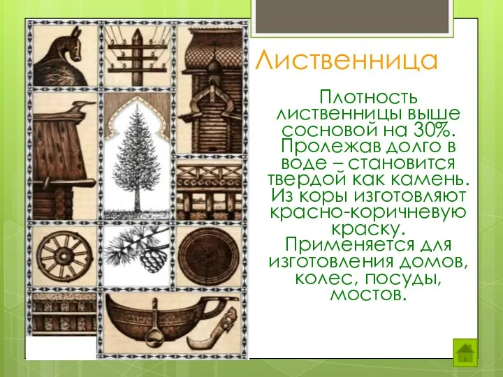 Лиственница Плотность лиственницы выше сосновой на 30%. Пролежав долго в