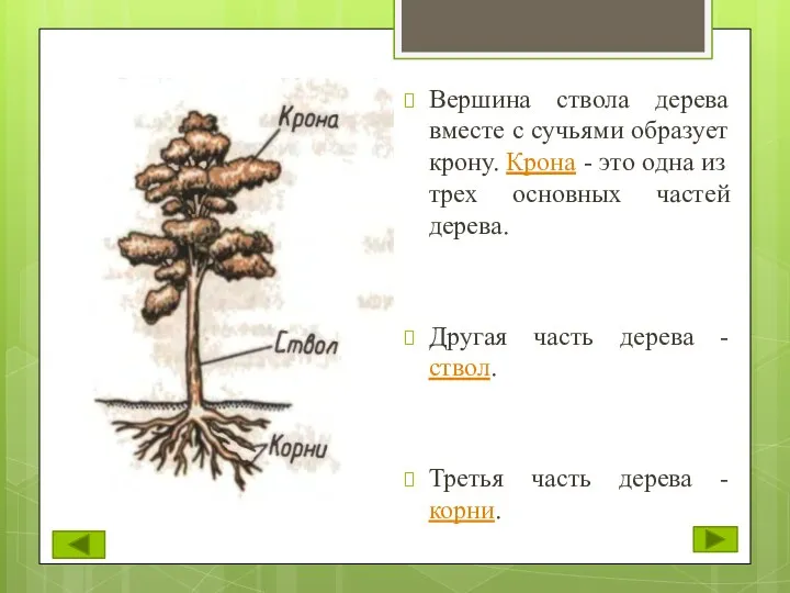 Вершина ствола дерева вместе с сучьями образует крону. Крона -