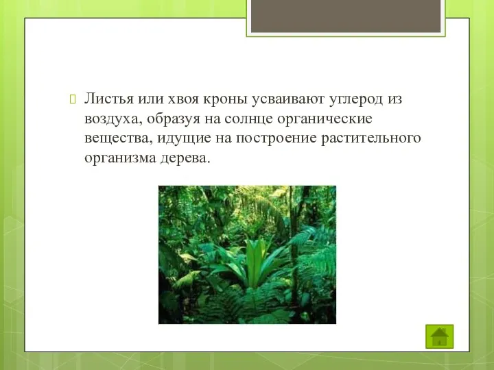 Листья или хвоя кроны усваивают углерод из воздуха, образуя на