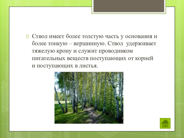 Ствол имеет более толстую часть у основания и более тонкую