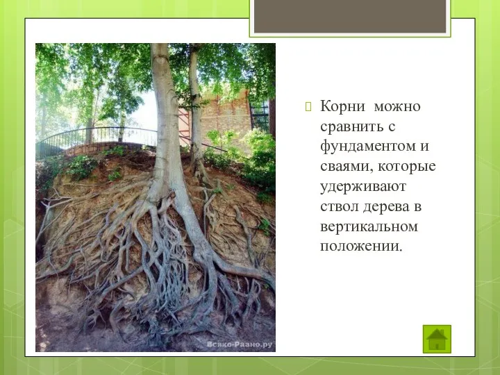 Корни можно сравнить с фундаментом и сваями, которые удерживают ствол дерева в вертикальном положении.
