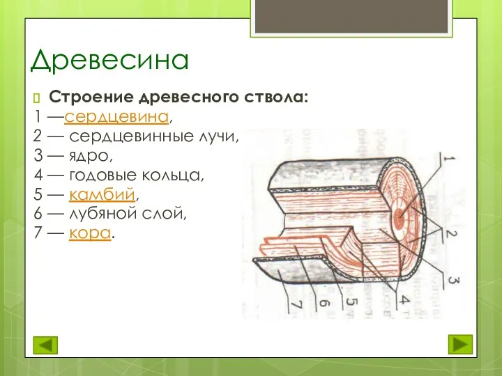 Древесина Строение древесного ствола: 1 —сердцевина, 2 — сердцевинные лучи,