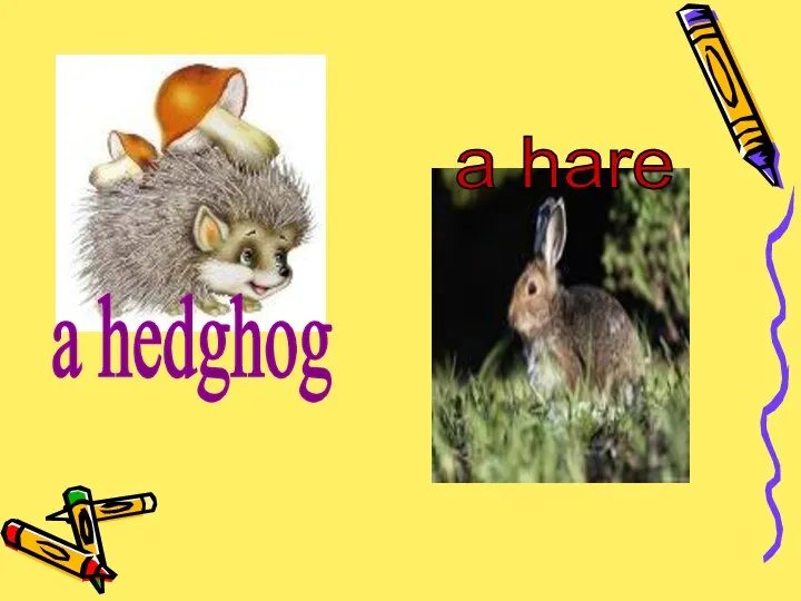 a hedghog a hare