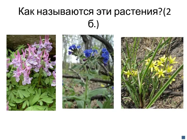 Как называются эти растения?(2 б.)