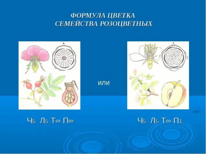 Формула цветка