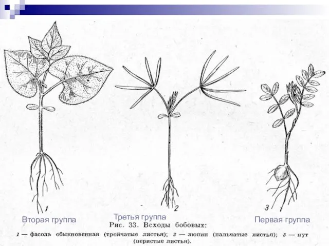 Первая группа Вторая группа Третья группа