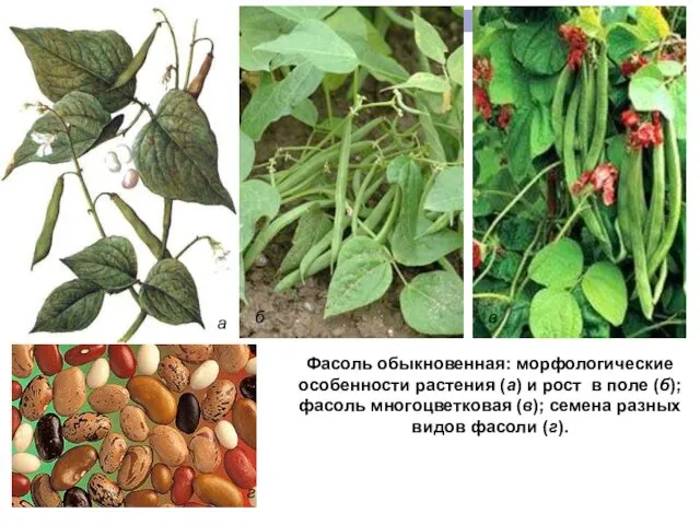 Фасоль обыкновенная: морфологические особенности растения (а) и рост в поле (б); фасоль многоцветковая