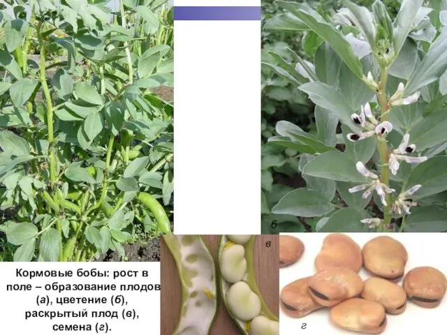 Кормовые бобы: рост в поле – образование плодов (а), цветение (б), раскрытый плод