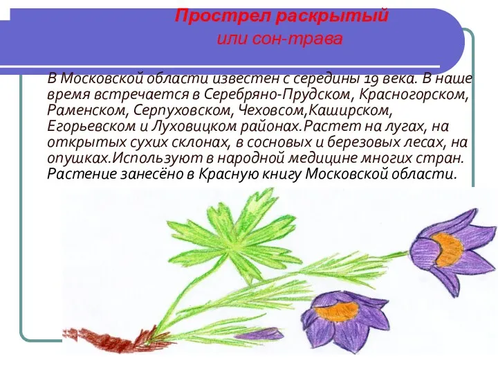 Прострел раскрытый или сон-трава В Московской области известен с середины