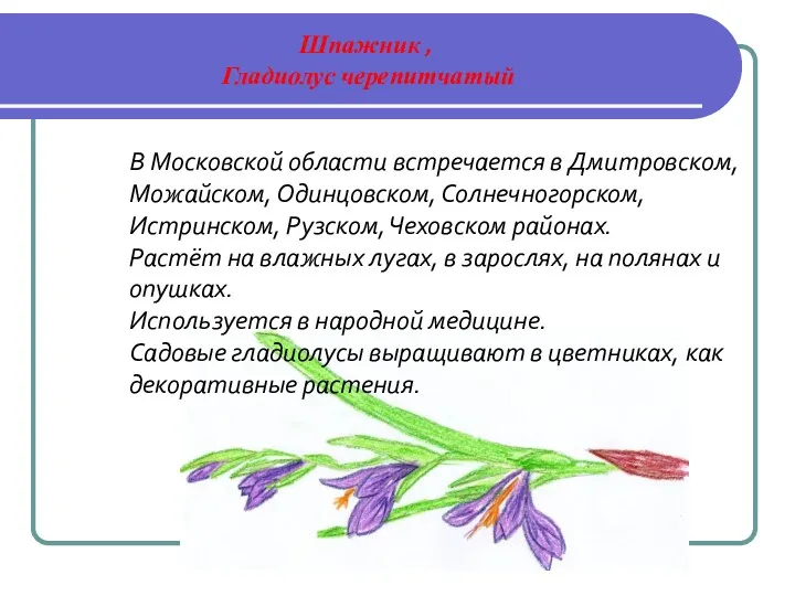 Шпажник , Гладиолус черепитчатый В Московской области встречается в Дмитровском,