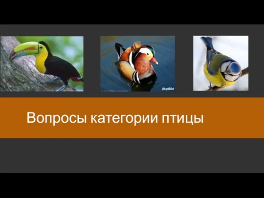Вопросы категории птицы