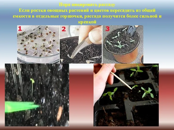 Пора пикировать рассаду Если ростки овощных растений и цветов пересадить из общей емкости