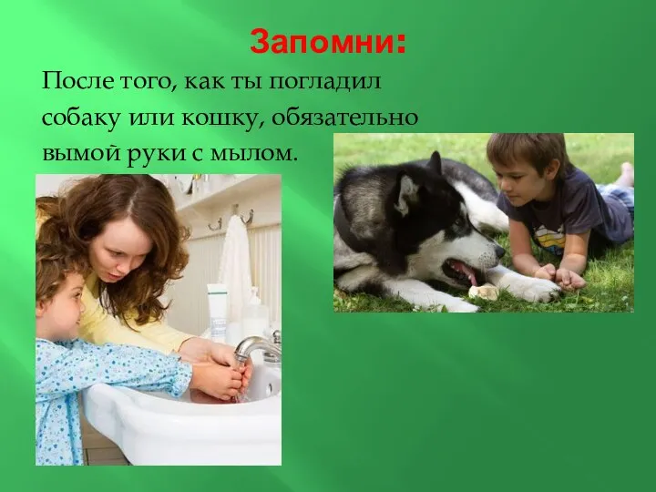 Запомни: После того, как ты погладил собаку или кошку, обязательно вымой руки с мылом.