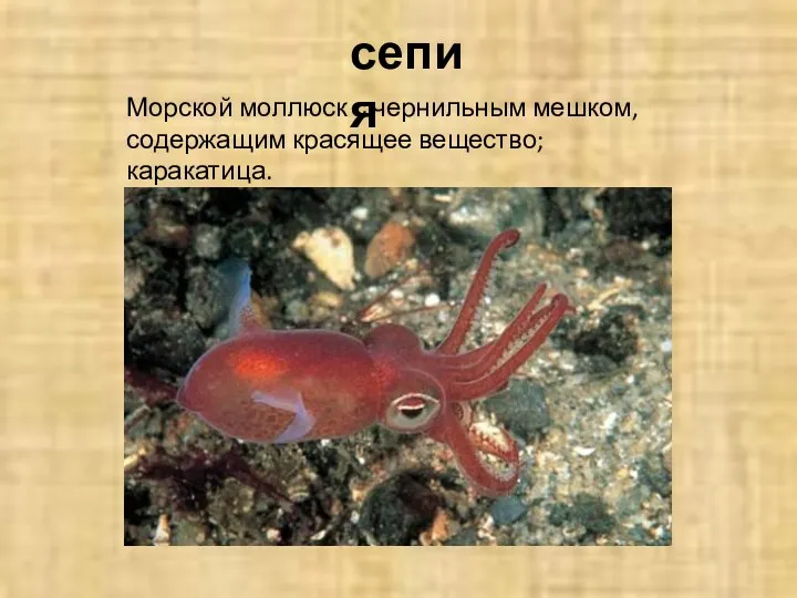 Морской моллюск с чернильным мешком, содержащим красящее вещество; каракатица. сепия