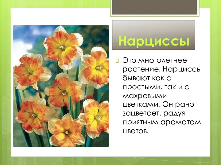 Нарциссы Это многолетнее растение. Нарциссы бывают как с простыми, так и с махровыми