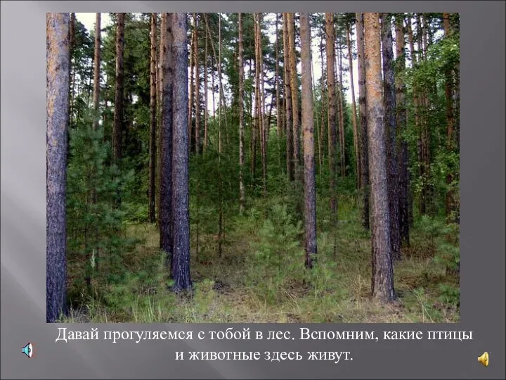 Давай прогуляемся с тобой в лес. Вспомним, какие птицы и животные здесь живут.