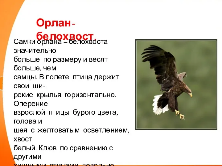 Орлан- белохвост. Самки орлана – белохвоста значительно больше по размеру